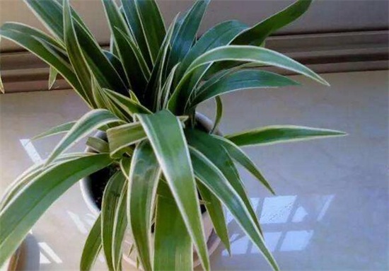 吊兰的种类，盘点16种不同种类的吊兰