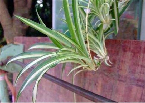 吊兰的种类，盘点16种不同种类的吊兰