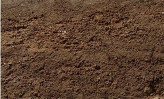 银心吊兰的养殖办法和留意事项，掌握八大要点即可养护