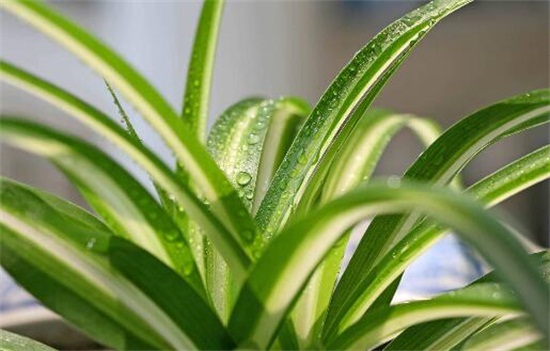 银心吊兰的养殖办法和留意事项，掌握八大要点即可养护