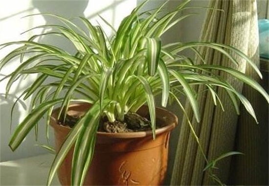 银心吊兰的养殖办法和留意事项，掌握八大要点即可养护