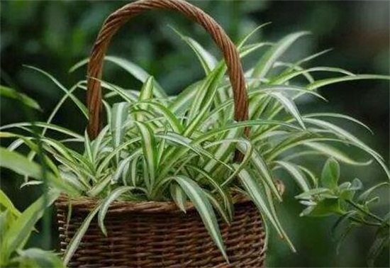 银心吊兰的养殖办法和留意事项，掌握八大要点即可养护