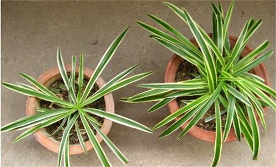 银心吊兰的养殖办法和留意事项，掌握八大要点即可养护