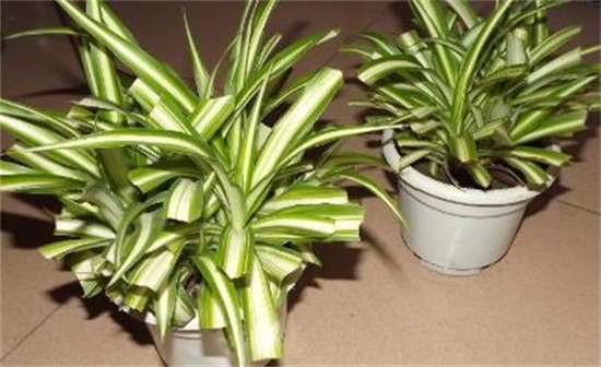 银心吊兰的养殖办法和留意事项，掌握八大要点即可养护