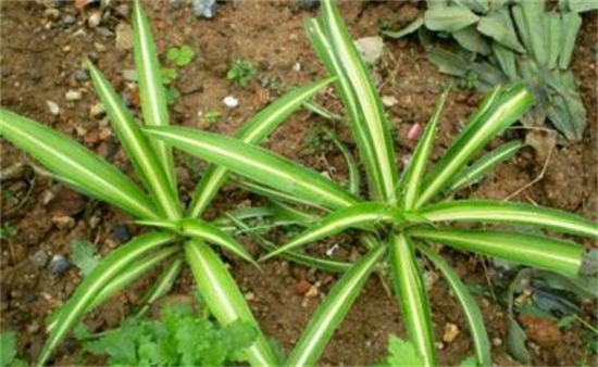 银心吊兰的养殖办法和留意事项，掌握八大要点即可养护