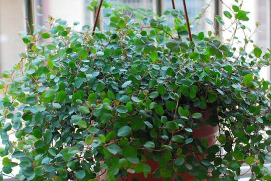 千叶吊兰的繁殖办法，扦插/分株/小植株/播种四种办法