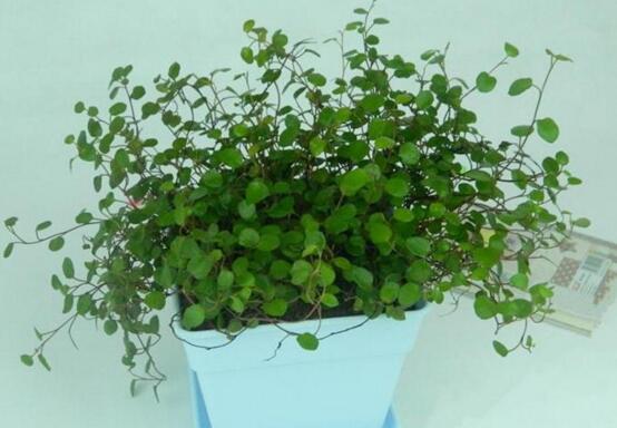 千叶吊兰的繁殖办法，扦插/分株/小植株/播种四种办法