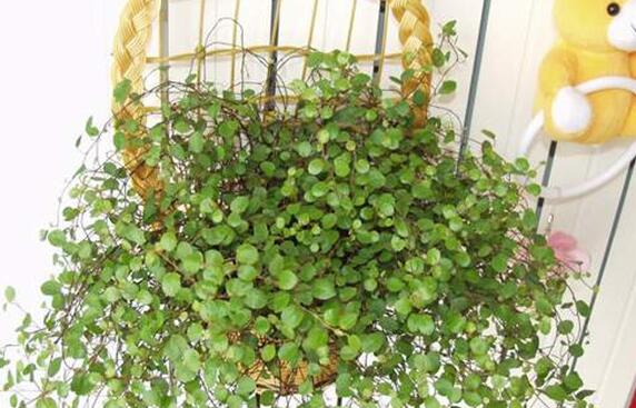 千叶吊兰的繁殖办法，扦插/分株/小植株/播种四种办法