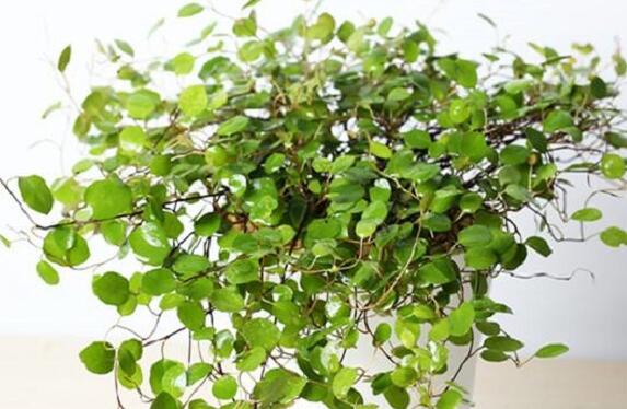 千叶吊兰的繁殖办法，扦插/分株/小植株/播种四种办法