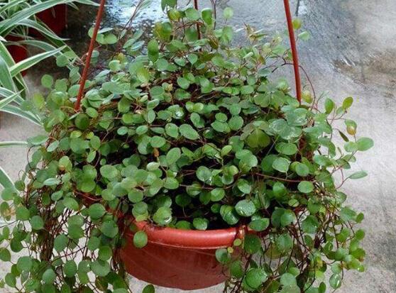 千叶吊兰如何养，4个步骤让千叶吊兰连连爆盆