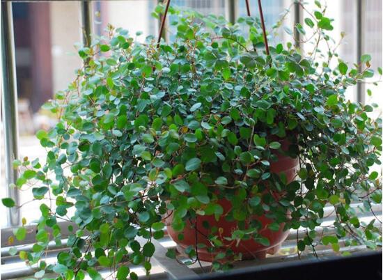 千叶吊兰如何养，4个步骤让千叶吊兰连连爆盆