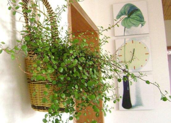 千叶吊兰如何养，4个步骤让千叶吊兰连连爆盆