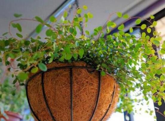 千叶吊兰如何养，4个步骤让千叶吊兰连连爆盆