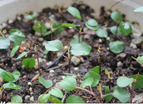 千叶吊兰如何养，4个步骤让千叶吊兰连连爆盆