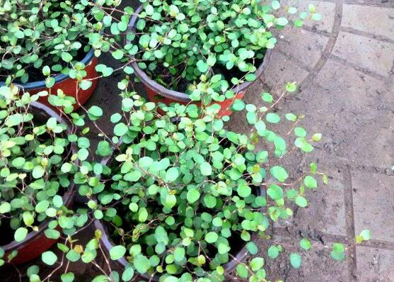 千叶吊兰如何养，4个步骤让千叶吊兰连连爆盆