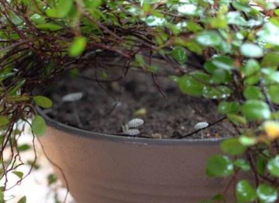 千叶吊兰如何养，4个步骤让千叶吊兰连连爆盆