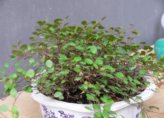 千叶吊兰叶子都黄了，千叶吊兰叶片发黄的原因及处理办法