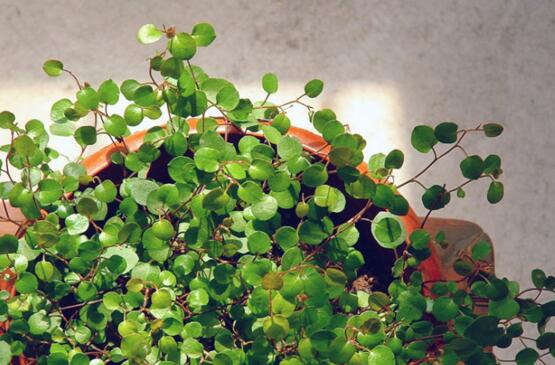 千叶吊兰叶子都黄了，千叶吊兰叶片发黄的原因及处理办法