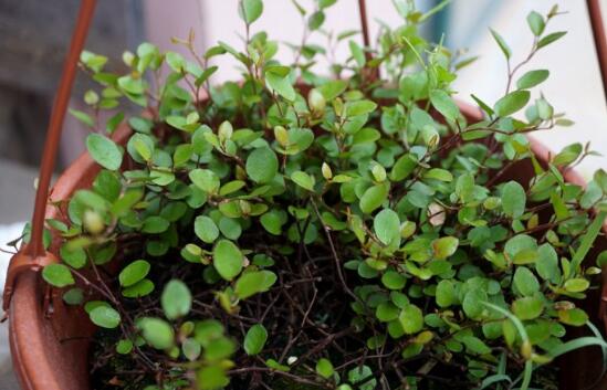 千叶吊兰叶子都黄了，千叶吊兰叶片发黄的原因及处理办法