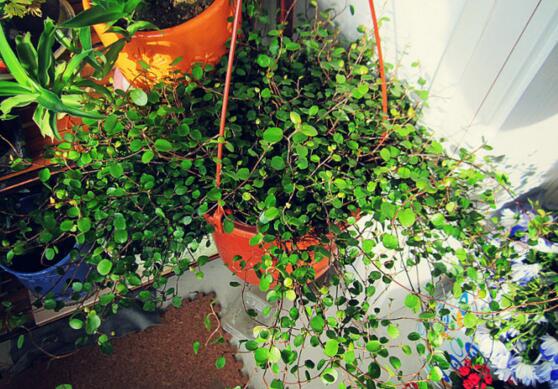 千叶吊兰叶子都黄了，千叶吊兰叶片发黄的原因及处理办法