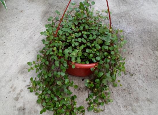 千叶吊兰叶子都黄了，千叶吊兰叶片发黄的原因及处理办法