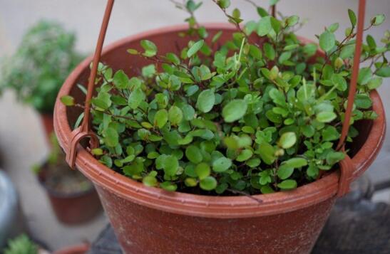 千叶吊兰叶子都黄了，千叶吊兰叶片发黄的原因及处理办法