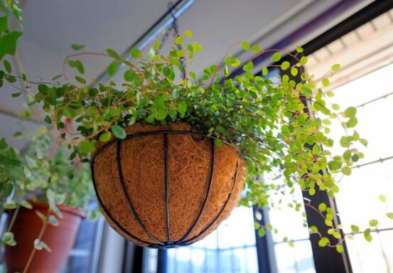 千叶吊兰叶子都黄了，千叶吊兰叶片发黄的原因及处理办法