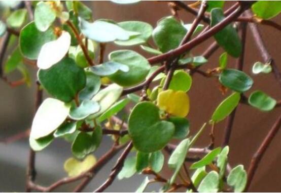 千叶吊兰叶子干了如何办，3个办法让千叶吊兰美成绿瀑布