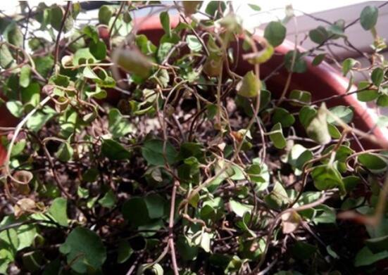 千叶吊兰叶子干了如何办，3个办法让千叶吊兰美成绿瀑布