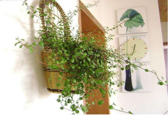 千叶吊兰叶子干了如何办，3个办法让千叶吊兰美成绿瀑布