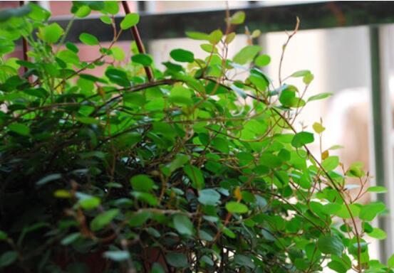 千叶吊兰叶子干了如何办，3个办法让千叶吊兰美成绿瀑布