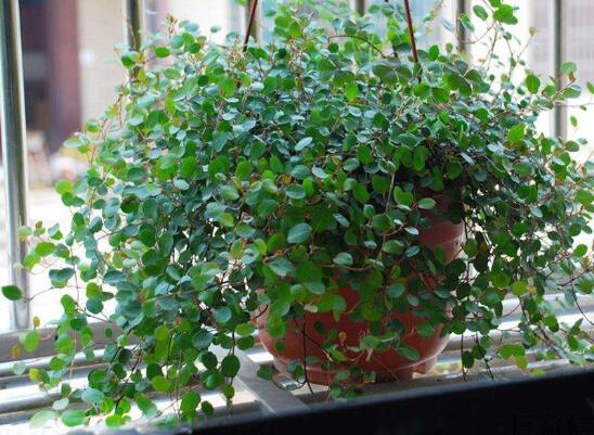 千叶吊兰叶子干了如何办，3个办法让千叶吊兰美成绿瀑布