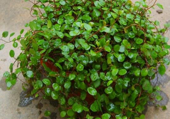 千叶吊兰叶子干了如何办，3个办法让千叶吊兰美成绿瀑布