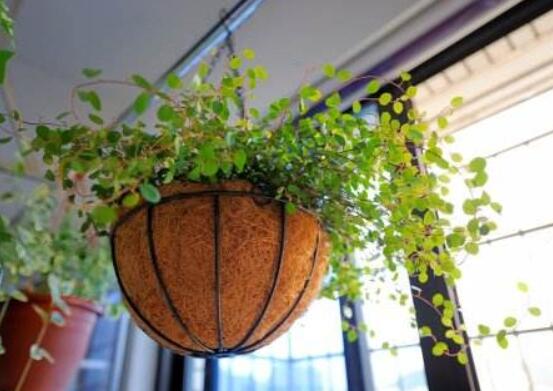 千叶吊兰叶子干了如何办，3个办法让千叶吊兰美成绿瀑布