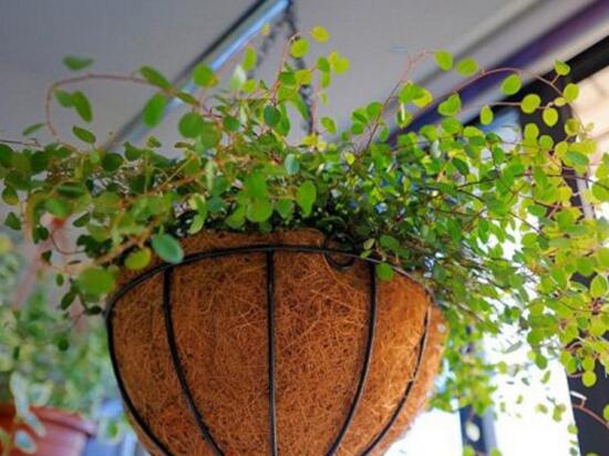 千叶吊兰如何施肥，3个步骤教你如何好施肥