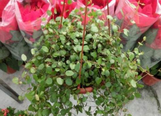 千叶吊兰如何施肥，3个步骤教你如何好施肥