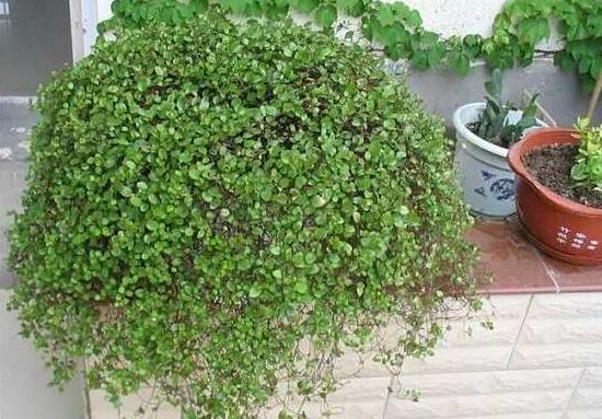 千叶吊兰如何施肥，3个步骤教你如何好施肥