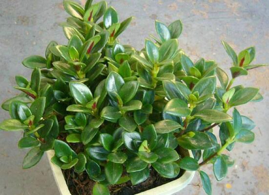 金鱼吊兰如何修剪,5种办法让金鱼吊兰频频爆盆