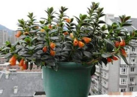 金鱼吊兰如何修剪,5种办法让金鱼吊兰频频爆盆