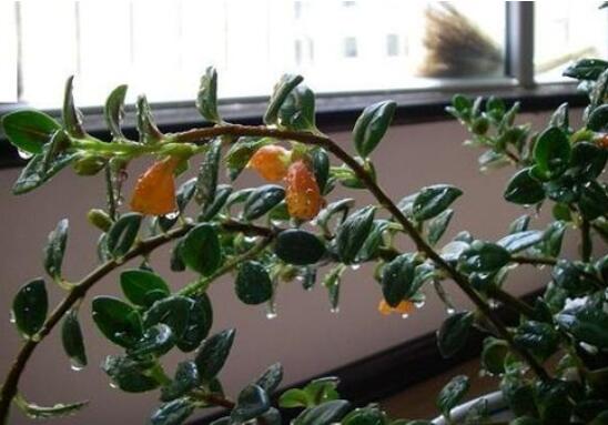 金鱼吊兰如何修剪,5种办法让金鱼吊兰频频爆盆