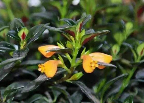 金鱼吊兰如何修剪,5种办法让金鱼吊兰频频爆盆