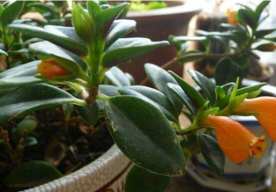 金鱼吊兰如何修剪,5种办法让金鱼吊兰频频爆盆