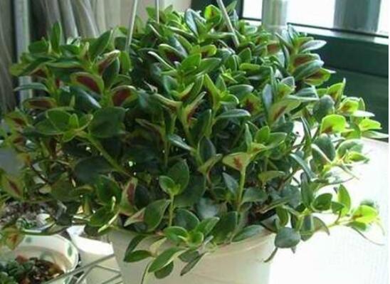 金鱼吊兰如何修剪,5种办法让金鱼吊兰频频爆盆