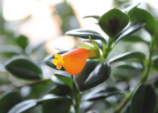 金鱼吊兰如何修剪,5种办法让金鱼吊兰频频爆盆