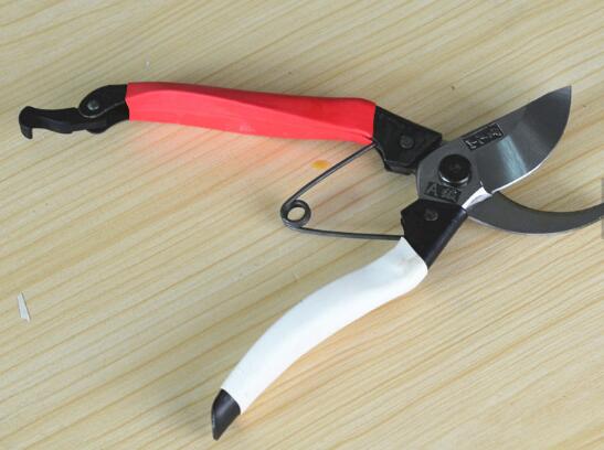 金鱼吊兰如何修剪,5种办法让金鱼吊兰频频爆盆