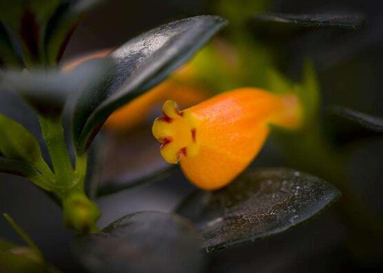 金鱼吊兰如何修剪,5种办法让金鱼吊兰频频爆盆