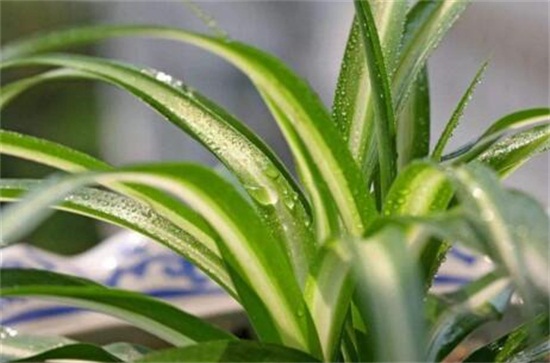 吊兰长得慢如何办，四个小窍门让它蹭蹭暴长