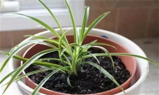 吊兰长得慢如何办，四个小窍门让它蹭蹭暴长