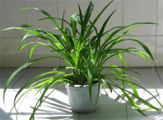 吊兰长得慢如何办，四个小窍门让它蹭蹭暴长