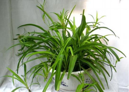 吊兰长得慢如何办，四个小窍门让它蹭蹭暴长